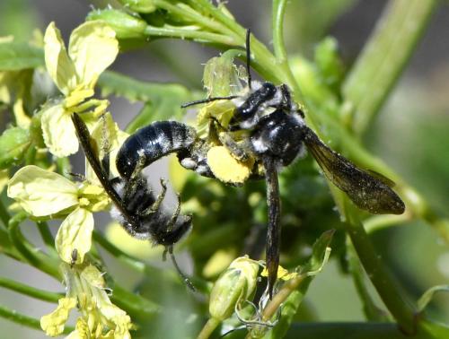 Andrena sp.